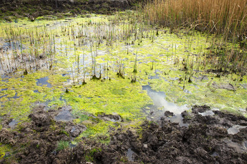 Sewage drains into the river, the sea, the lake. Environmental pollution. Wastewater, ecological catastrophe