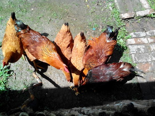 Gallinas comiendo maiz en el campo. animales de granja, Santander, Colombia.