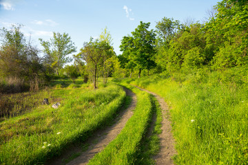 Beautiful summer landscape country road. Road, overgrown with lush green grass stretches into distance forest. Attractive forest landscapes. As background for calendars, cards, any your projects.