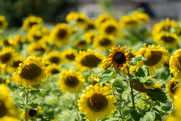 Fototapeta na wymiar Sunflower field, with only one flower in focus, concept for standing out in a crowd, orginiality, self-confidence