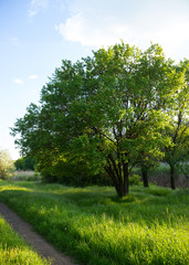 Fototapeta premium Beautiful summer landscape country road. Road, overgrown with lush green grass stretches into distance forest. Attractive forest landscapes. As background for calendars, cards, any your projects.