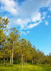 Beautiful summer landscape of pine forest. Young pines against the blue of the sky. Attractive forest landscapes. As background for calendars, cards, any your projects.