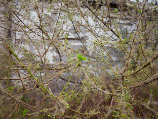 Branches of a cherry tree damaged by larvae of pests. Trees are covered webs and cocoons with caterpillars on the tree of cherry. Caterpillars ate all leaves on tree. Disease of plants