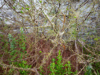 Branches of a cherry tree damaged by larvae of pests. Trees are covered webs and cocoons with...