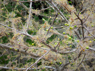 Branches of a cherry tree damaged by larvae of pests. Trees are covered webs and cocoons with...