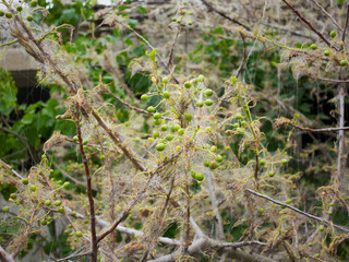 Branches of a cherry tree damaged by larvae of pests. Trees are covered webs and cocoons with caterpillars on the tree of cherry. Caterpillars ate all leaves on tree. Disease of plants