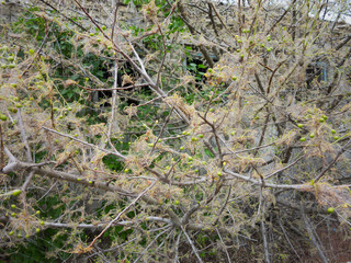 Branches of a cherry tree damaged by larvae of pests. Trees are covered webs and cocoons with caterpillars on the tree of cherry. Caterpillars ate all leaves on tree. Disease of plants