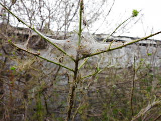 Branches of a cherry tree damaged by larvae of pests. Trees are covered webs and cocoons with...