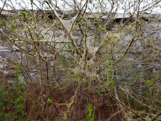 Branches of a cherry tree damaged by larvae of pests. Trees are covered webs and cocoons with...