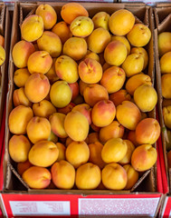 Fresh apricots are sold in crates in the market in Malatya city