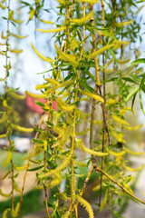 Authentic gentle background of the young green leaves of a blossoming willow. Soft selective focus. As a background for any art design