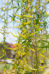 Authentic gentle background of the young green leaves of a blossoming willow. Soft selective focus. As a background for any art design