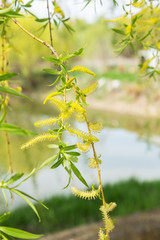 Authentic gentle background of the young green leaves of a blossoming willow. Soft selective focus. As a background for any art design