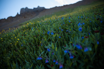 field of flowers in the mountains