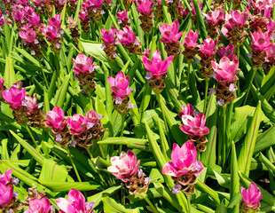 Obraz premium Siam tulip pink colour and green leave