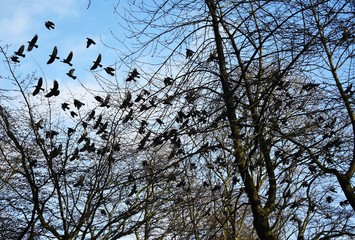 Bare tree branches and a large group of birds, flying against blue sky. Flying bird silhouettes.
