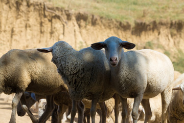 Sheep and goats graze on green grass in spring.