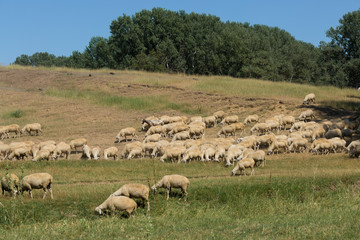 Obraz premium Sheep and goats graze on green grass in spring.