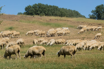 Naklejka na ściany i meble Sheep and goats graze on green grass in spring.