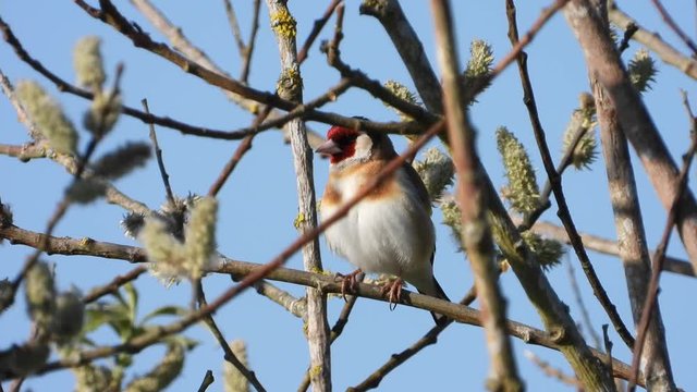 Stieglitz&nbsp;(Carduelis carduelis)
