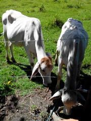 vacas pastoreando en el campo, rumiantes de granja