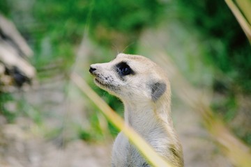 Fototapeta premium meerkat on guard