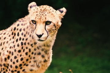 portrait of a cheetah
