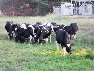 Herd of black-and-white calves are on the road in the dust. Sunny summer day. In the production concept. Agriculture, animal. Breeding of cattle.