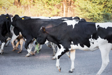 Herd of black-and-white calves are on the road in the dust. Sunny summer day. In the production concept. Agriculture, animal. Breeding of cattle.