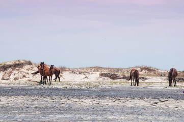 wild horses on the beach