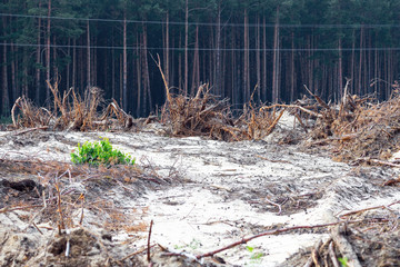 Deforestation. Uprooting of roots of trees. Chaotic deforestation in country with small economy...