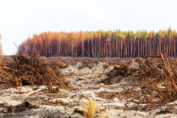 Deforestation. Uprooting of roots of trees. Chaotic deforestation in country with small economy leads to baldness and climatic natural disasters. Destruction of forest to illegal mining of amber.