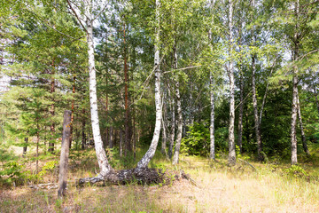 Obraz premium Mixed forest. Birch. Two fused birch trees in a mixed forest at summer Sunny day.