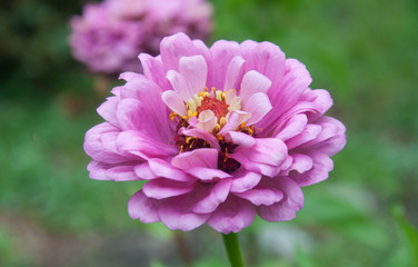 close up of pink peony flower