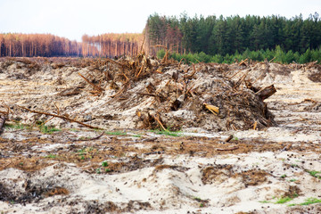 Fototapeta premium Deforestation. Uprooting of roots of trees. Chaotic deforestation in country with small economy leads to baldness and climatic natural disasters. Destruction of forest to illegal mining of amber.