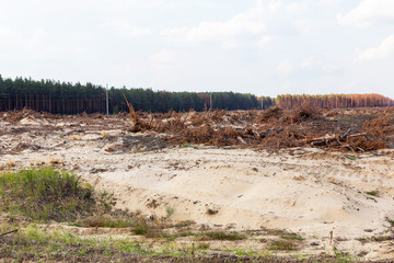 Deforestation. Uprooting of roots of trees. Chaotic deforestation in country with small economy leads to baldness and climatic natural disasters. Destruction of forest to illegal mining of amber.