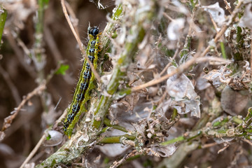 East Asian box hedge caterpillar eats its way through a box hedge, leaving a a shroud of webbing behind which it hides from predators. 