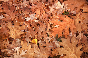 Autumn oak leaves background surface laying under feet