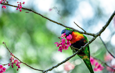 A Rainbow lorikeet enjoys some fruit from a cherry blossom tree in spring. 