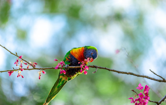 A Rainbow lorikeet enjoys some fruit from a cherry blossom tree in spring. 