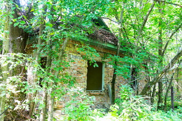 Chernobyl radioactive contamination. Overgrown of plants streets of towns and villages in Chernobyl...