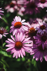 Obraz premium Echinacea purpurea. Beautiful natural background with pink flowers