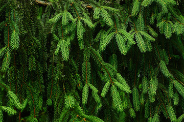 Fototapeta na wymiar Pine fir tree green branches background Christmas concept Copy space