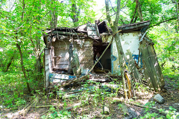 Chernobyl radioactive contamination. Overgrown of plants streets of towns and villages in Chernobyl...