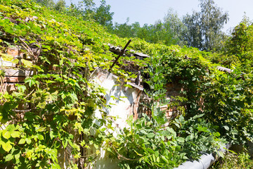 Fototapeta premium Chernobyl radioactive contamination. Overgrown of plants streets of towns and villages in Chernobyl zone. People left city during disaster. Catastrophe at nuclear power plant. Ghost town Pripyat
