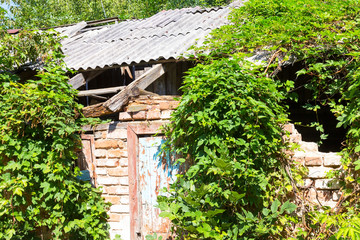 Chernobyl radioactive contamination. Overgrown of plants streets of towns and villages in Chernobyl...