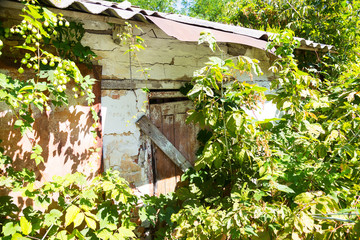 Chernobyl radioactive contamination. Overgrown of plants streets of towns and villages in Chernobyl...