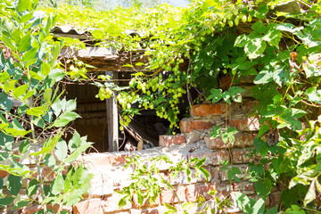 Chernobyl radioactive contamination. Overgrown of plants streets of towns and villages in Chernobyl...