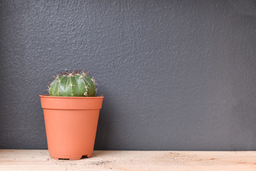 Small cactus plant in a pot on wood table and dark grey background. copy space