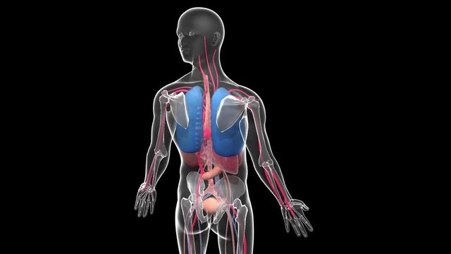 3d animation of the transparent glass figure of a rotating human body. Showing the interior and internal organs of the anatomy.